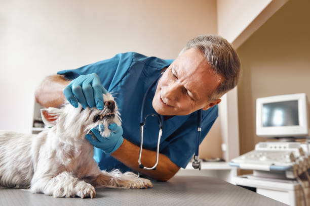 Best Emergency Dentist for Knocked-Out Tooth in Waterford, CA